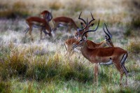 Impala Aepyceros melampus.