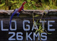 Oloololo Gate. Agama comune Agama agama.