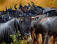 Sotto la pioggia. Gnu blu Connochaetes taurinus.