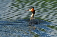 Svasso maggiore Podiceps cristatus.
