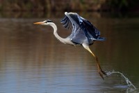 Airone cenerino Ardea cinerea.