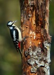 Picchio rosso maggiore Dendrocopus major.