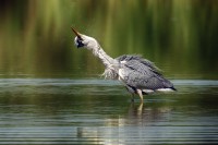 Airone cenerino Ardea cinerea.