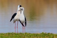 Cavaliere d'Italia Himantopus himantopus.