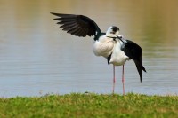 Cavaliere d'Italia Himantopus himantopus.