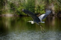 Airone cenerino Ardea cinerea.