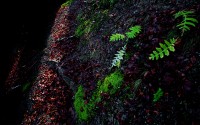 Sul sentiero. Foreste Casentinesi.