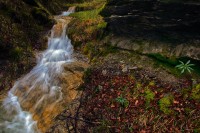 Foglie galleggianti. Dolomiti.