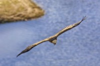 Grifone Gyps fulvus.