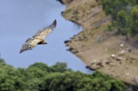Grifone Gyps fulvus.