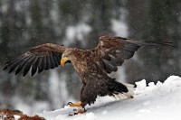 Aquila di mare Haliaeetus albicilla.