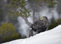 Aquila di mare Haliaeetus albicilla.