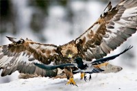 Aquila reale Aquila chrysaetos.