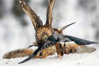 Aquila reale Aquila chrysaetos.