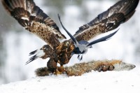 Aquila reale Aquila chrysaetos.