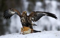 Aquila reale Aquila chrysaetos.
