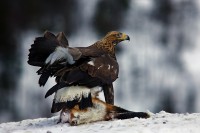 Aquila reale Aquila chrysaetos.