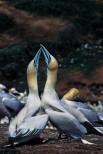 Sula Morus bassanus, Quebec, Canada 1996.