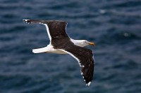 Zafferano Larus fuscus. Norvegia.