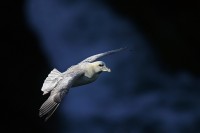 Fulmaro Fulmarus glacialis, Gran Bretagna.