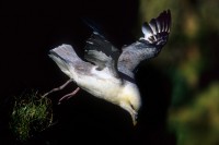 Fulmaro Fulmarus glacialis, Gran Bretagna 2004.