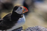 Pulcinella di mare Fratercula arctica, Gran Bretagna.