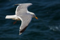 Gabbiano reale Larus argentatus. Norvegia.