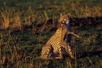 Ghepardo Acinonyx jubatus, Kenia.