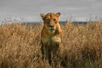 Leone Panthera leo, Tanzania.