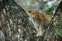 Leopardo Panthera pardus, Sudafrica.