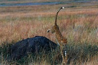 Ghepardo Acinonyx jubatus, Kenia.