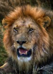 Leone Panthera leo, Tanzania.