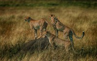 Ghepardo Acinonyx jubatus, Kenia.