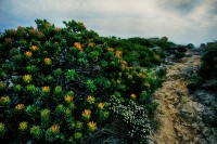 Vegetazione a Fynbos, Capo di Buona Speranza, Sudafrica.