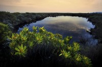 Vegetazione a Fynbos, Capo di Buona Speranza, Sudafrica.