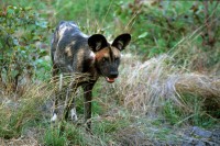 Licaone del Capo Lycaon pictus pictus. Botswana.
