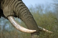 Elefante africano Loxodonta africana,Sudafrica.