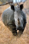 Rinoceronte bianco Ceratotherium simum, Sudafrica.