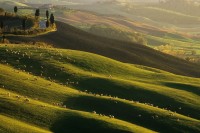 Crete senesi 1987.