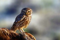 Civetta Athene noctua.