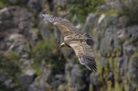 Grifone Gyps fulvus.