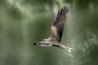 Nibbio bruno Milvus migrans.