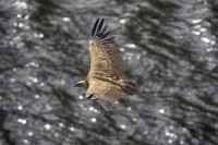 Grifone Gyps fulvus.