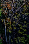 Foresta di Berignone.