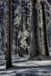 Foreste Casentinesi.