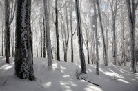 Foreste Casentinesi.