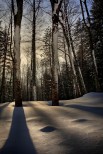 Foreste Casentinesi.