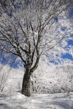 Foreste Casentinesi.
