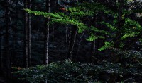 Foreste Casentinesi.