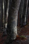 Foreste Casentinesi.